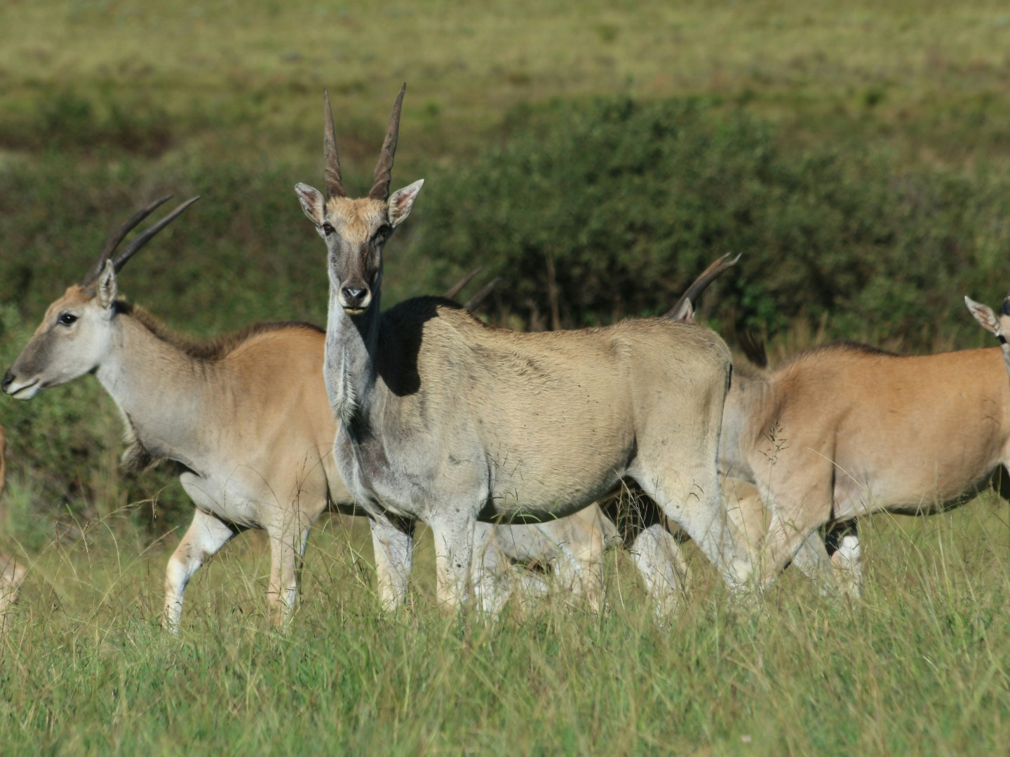 Drakensberg Choir