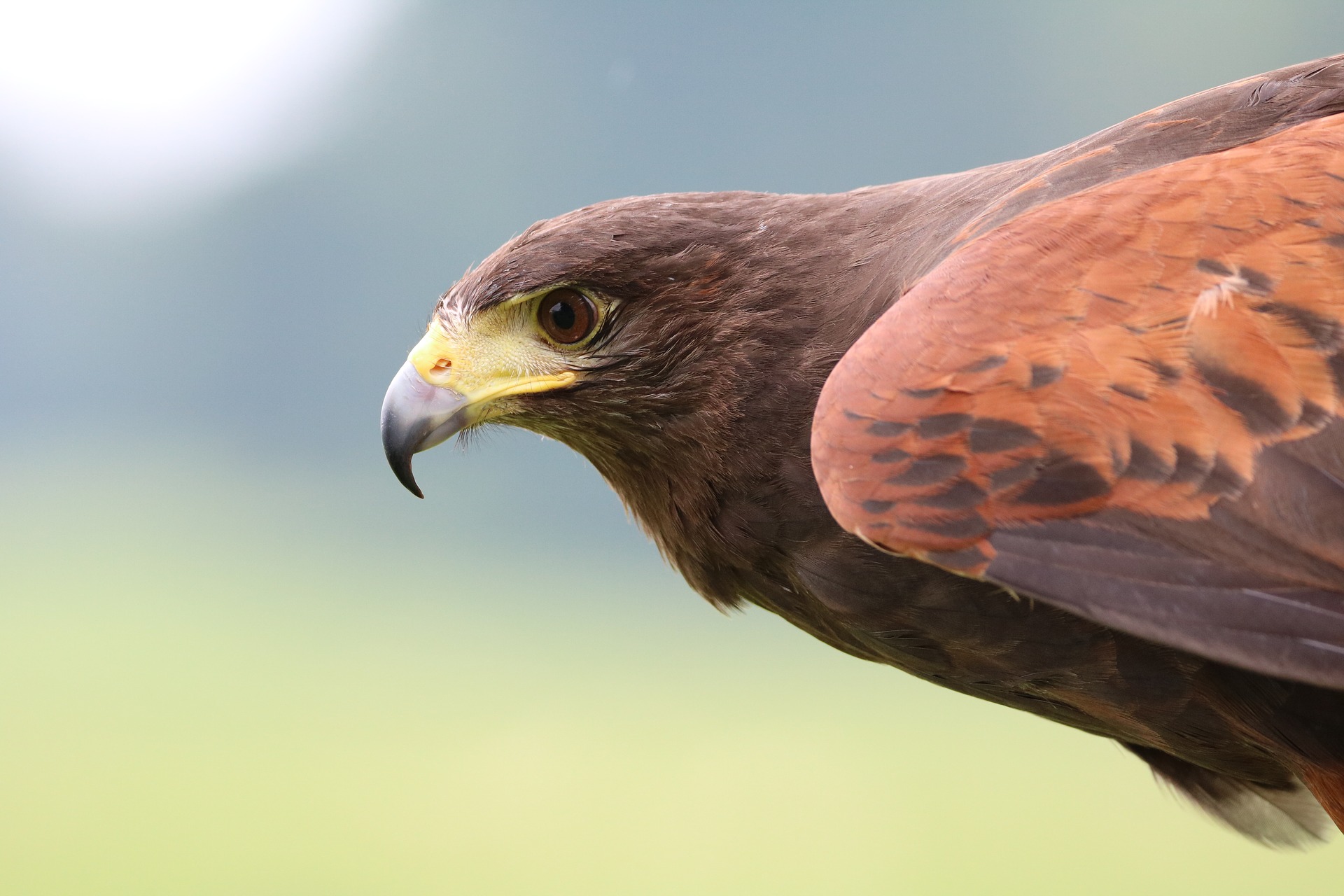 Falcon Ridge Falcon Ridge Bird of Prey Centre - Drakensberg Hikes - explore the ...